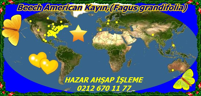 20mBeech American Kayın,(Fagus grandifolia)