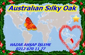 Silky-Australıan Sılky Oak 33
