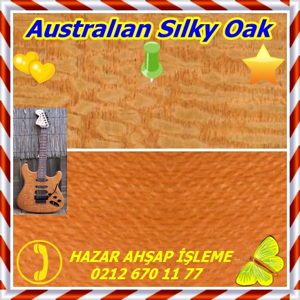 catsAustralıan Sılky Oak 12