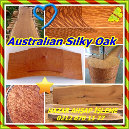 catsAustralıan Sılky Oak 4321