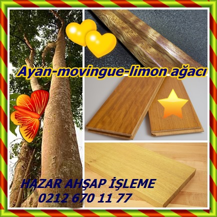 catsAyan-movingue-limon ağacı
