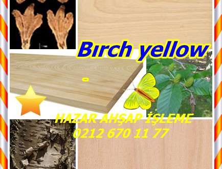 Bırch yellow, Sarı Huş, (Betula alleghaniensis), Bataklık Birch,Keltakoivu
