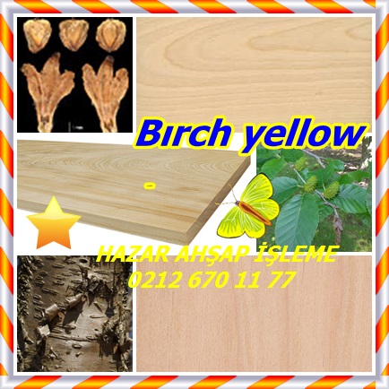 catsBırch yellow223