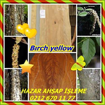 catsBırch yellow454