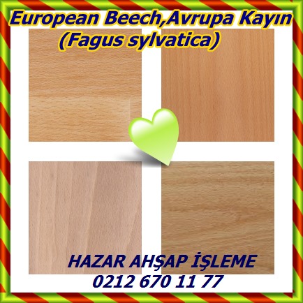 catsEuropean Beech,Avrupa Kayın (Fagus sylvatica)p