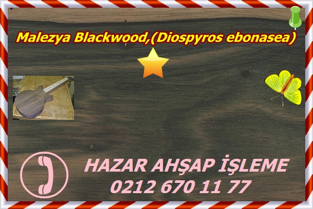 malaysian-blackwood