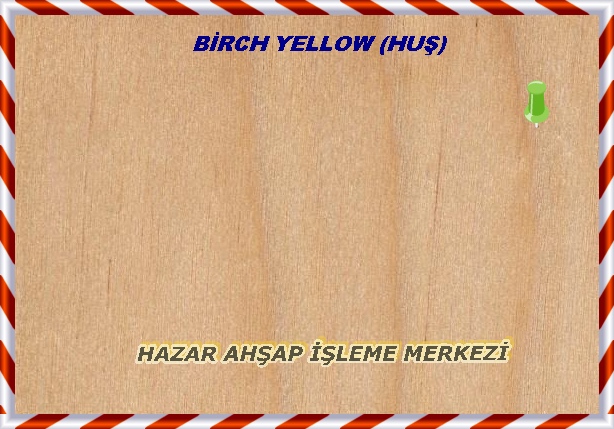yellow-birch-sealed-sarıhuş