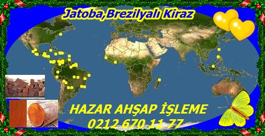 556Jatoba,Brezilyalı Kiraz11