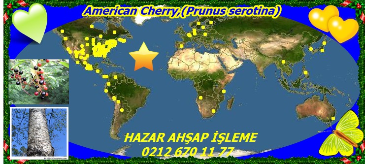 American Cherry,(Prunus serotina)1