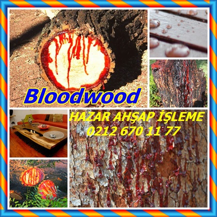 Bloodwood