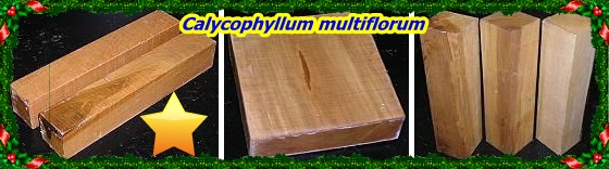Calycophyllum multiflorum222