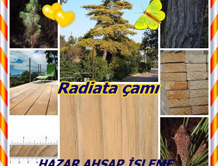 Radiata çamı,(Pinus radiata),Monterey Çam, insignis Çam, insignis,pino Insigne