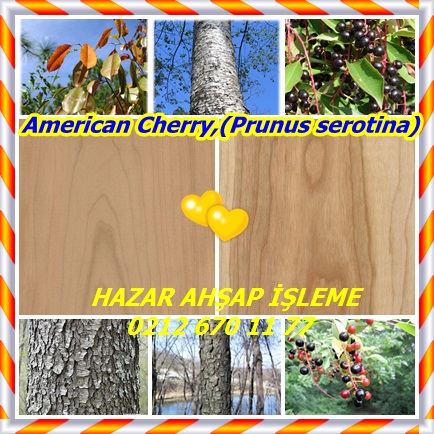 catsAmerican Cherry,(Prunus serotina)2