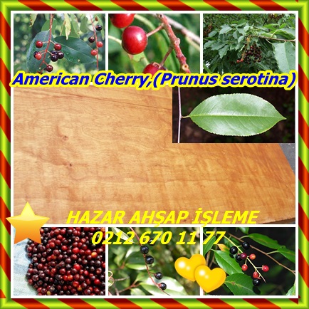 catsAmerican Cherry,(Prunus serotina)3