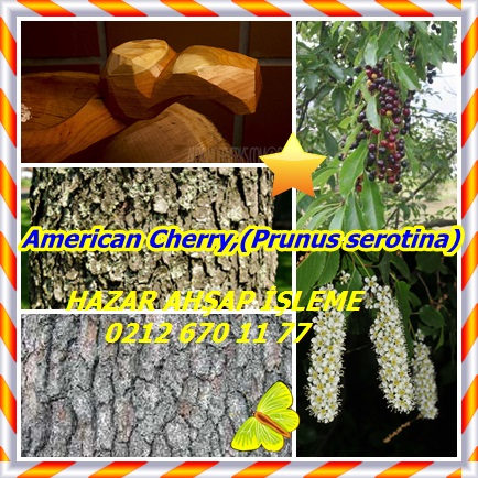 catsAmerican Cherry,(Prunus serotina)434343