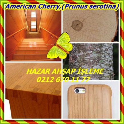 catsAmerican Cherry,(Prunus serotina)44