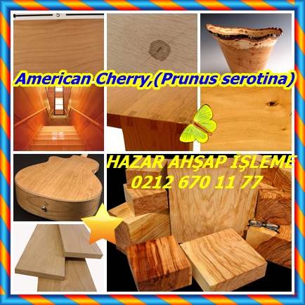 catsAmerican Cherry,(Prunus serotina)77