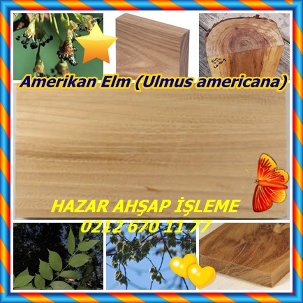 catsAmerikan Elm (Ulmus americana)11