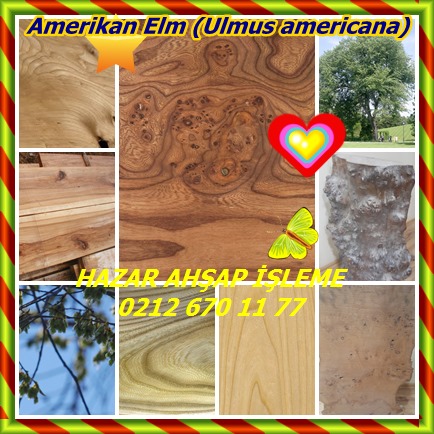 catsAmerikan Elm (Ulmus americana)33