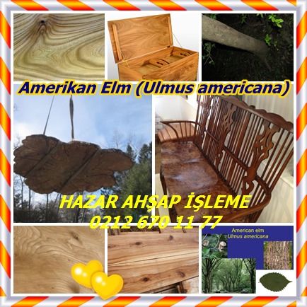 catsAmerikan Elm (Ulmus americana)58