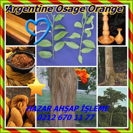 catsArgentine Osage Orange242222212