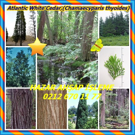 catsAtlantic White Cedar,(Chamaecyparis thyoides)54