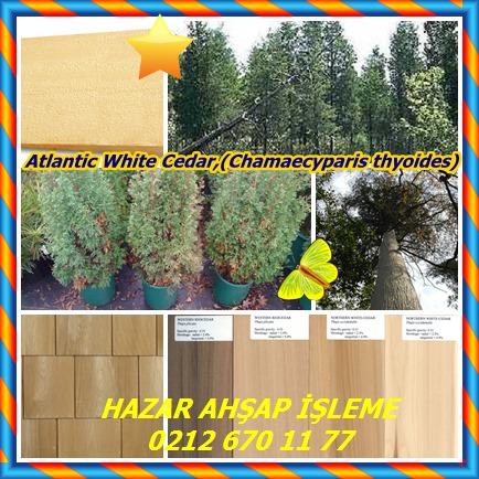 catsAtlantic White Cedar,(Chamaecyparis thyoides)6585