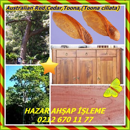 catsAustralian Red Cedar,Toona,(Toona ciliata)2
