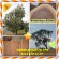 Avustralya Buloke ,(Allocasuarina luehmannii),Avustralya buloke, Avustralya boğa meşe,Bull-meşe, Buloke, Bull Sheoak,Bulloak
