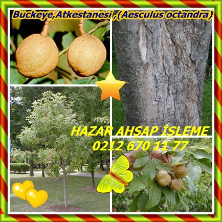 catsBuckeye,Atkestanesi ,(Aesculus octandra)