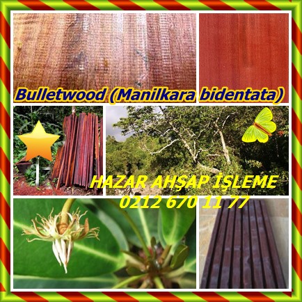 catsBulletwood (Manilkara bidentata)00