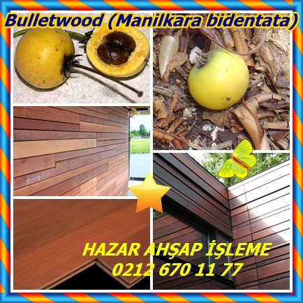 catsBulletwood (Manilkara bidentata)23