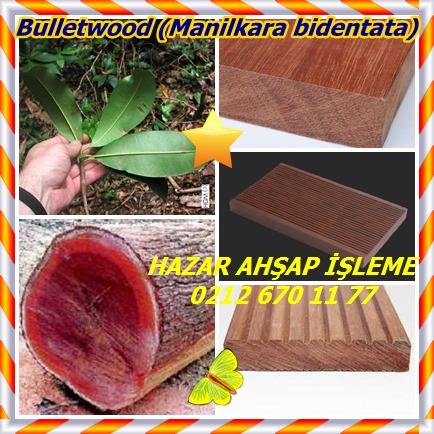 catsBulletwood (Manilkara bidentata)36