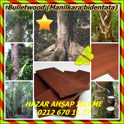 catsBulletwood (Manilkara bidentata)58