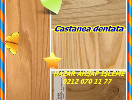 American Chestnut,(Castanea dentata),Amerikan Sweet Kestane