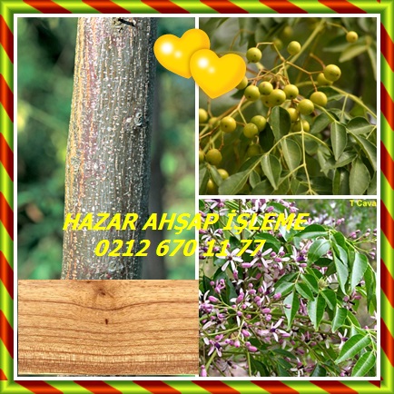 catsChinaberry,(Melia azedarach),Tespih ağacı,Zamzalak543
