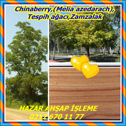 catsChinaberry,(Melia azedarach),Tespih ağacı,Zamzalak343