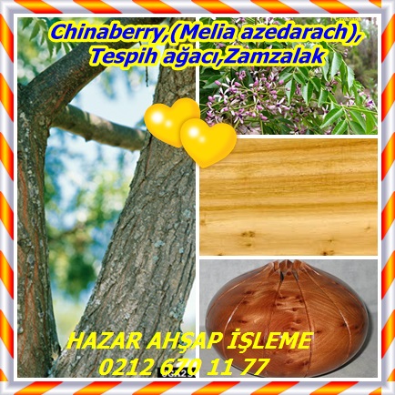 catsChinaberry,(Melia azedarach),Tespih ağacı,Zamzalak55