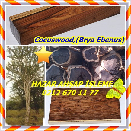 catsCocuswood,(Brya Ebenus)33