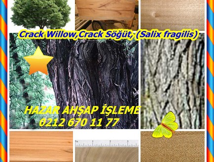 Crack Willow,Crack Söğüt, (Salix fragilis),söğüt kırılgan çatlamak,kırılgan söğüt,söğüt çatlak,Melez bir çatlak söğüt,Beyaz Söğüt, Kraakwilg,Salava,Kırılgan Saule,kırılgan Salcio,răchită,Salcie fragedă,iva lomkaja,Sos mimbrera,Knäckepil ,Skörpil