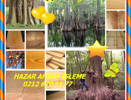 Cypress,Selvi,Baldcypress,(Taxodium distichum),Kel servi, Baldcypress, Ortak kel servi, Güney kel selvi, Yaprak Döken selvi