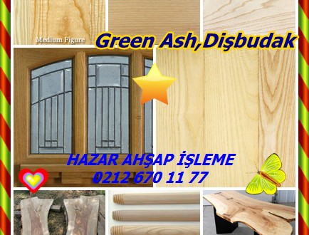 Green Ash,Dişbudak,(Fraxinus pennsylvanica),Red Ash, Green ash, Water Ash,Kırmızı Kül, Yeşil kül, Su Kül