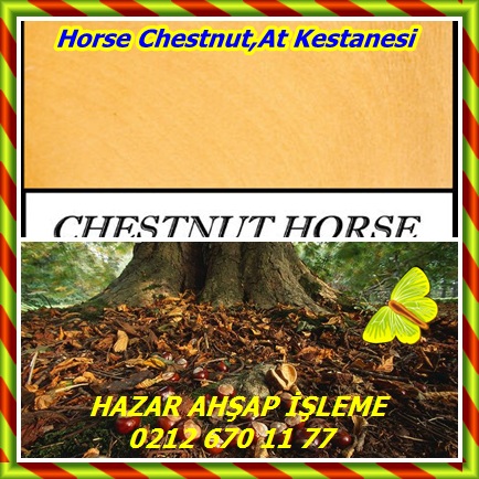 catsHorse Chestnut,At Kestanesi 544