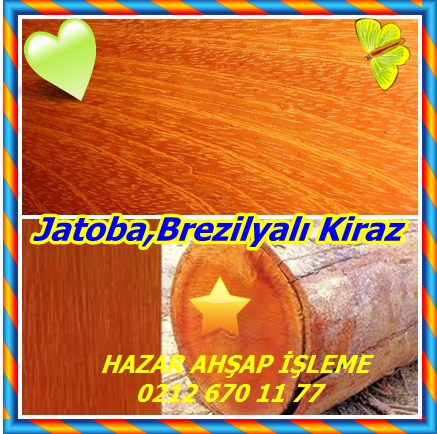 catsJatoba,Brezilyalı Kiraz54332