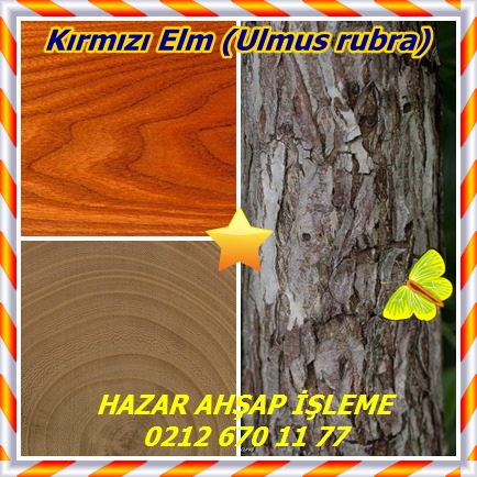 catsKırmızı Elm (Ulmus rubra)