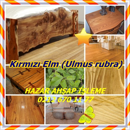 catsKırmızı Elm (Ulmus rubra)222