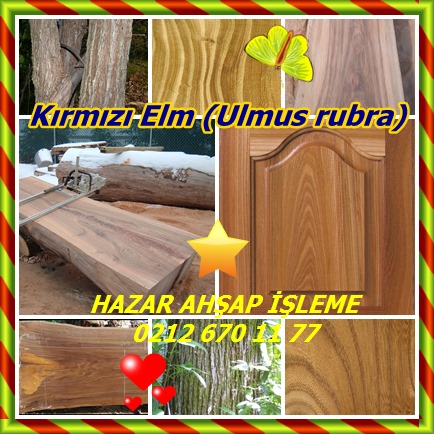 catsKırmızı Elm (Ulmus rubra)47574