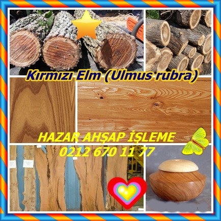 catsKırmızı Elm (Ulmus rubra)544