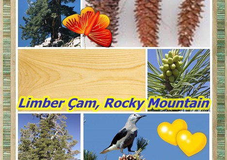 Limber Pine,Toparlak çam, limbertwig, Rocky Mountain çam, pino , pim blanc de l’ouest ,Pinus Flexilis
