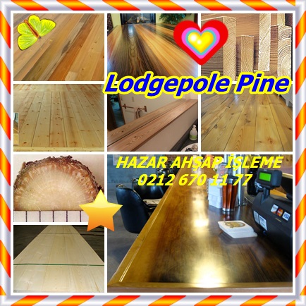 catsLodgepole Pine112